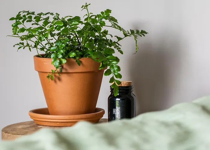 't Oventje * ゼーラント